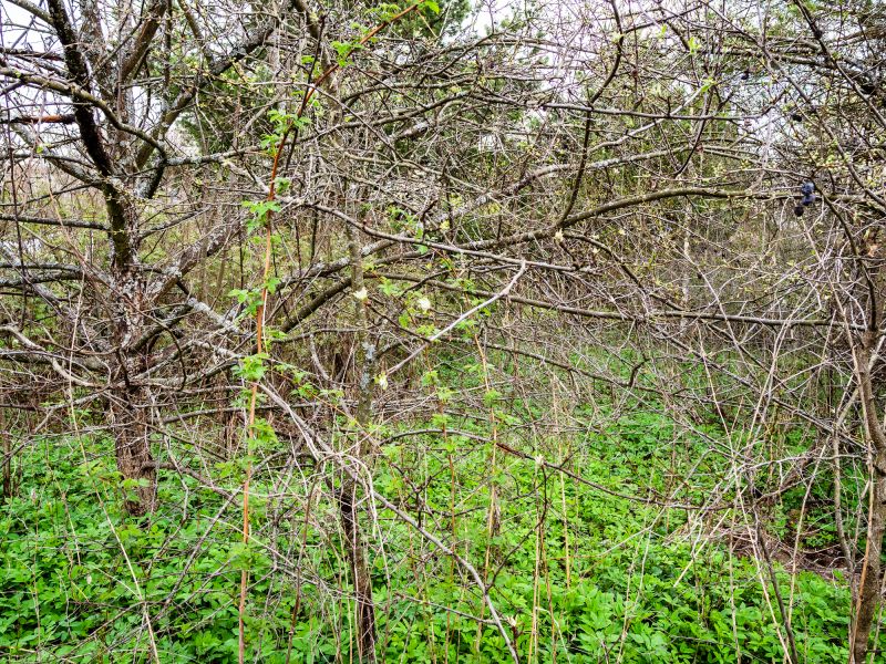 Undergrowth Removal in Gwinnett County, GA